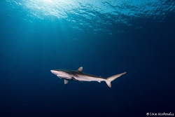 Curious silky shark in Sudanese Red Sea. Although he had ... by Uwe Michaelis 